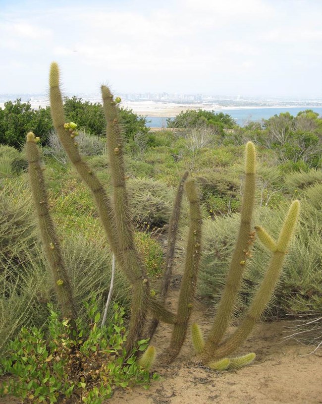 Golden club cactus Cluster of golden club cacti (Bergerocactus emoryi) growing among lower shrubs